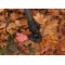 Kreslo CamoCODE Express Kreslo CamoCODE Express