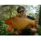 Plyšový kapor Delphin CARPY 60 cm Plyšový kapor Delphin CARPY 60 cm